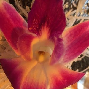 Meet your Posher, Veja